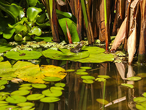 Restaurant inside showcase 2